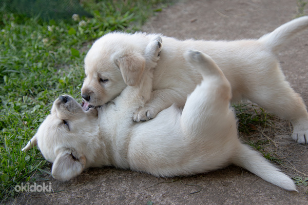 Labrador Retriever (foto #7)