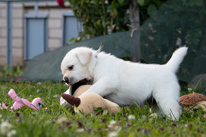 Labrador Retriever (9 foto no 10)