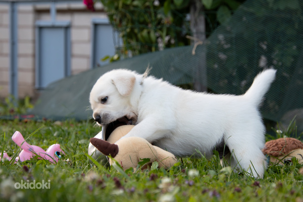 Labrador Retriever (foto #9)