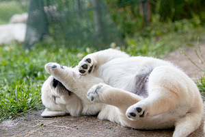 Labrador Retriever (10 foto no 10)