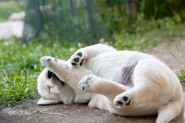 Labrador Retriever (foto #10)