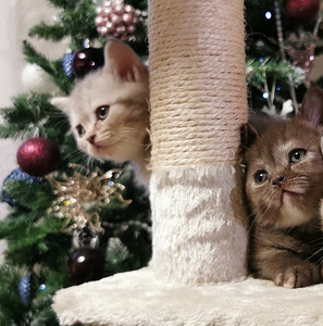 Котята (3 фото из 10)
