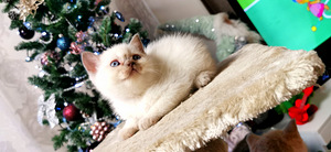 Котята (5 фото из 10)