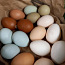 Куриные яйца (фото #1)