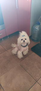 Maltese koer (3 foto / 5)