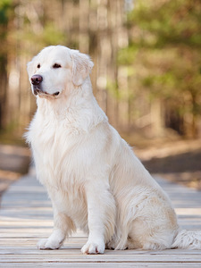 Kuldne retriiver (1 foto / 3)