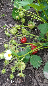 A. H. Tammsaare tn, Jõhvi, Jõhvi vald, Ida-Virumaa (1 фото из 5)