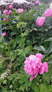 A. H. Tammsaare tn, Jõhvi, Jõhvi vald, Ida-Virumaa (4 фото из 5)