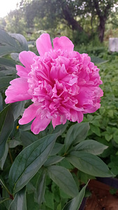 A. H. Tammsaare tn, Jõhvi, Jõhvi vald, Ida-Virumaa (5 фото из 5)