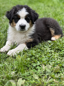 Austraalia lambakoer/ Australian Shepherd/ Aussie (1 foto / 9)