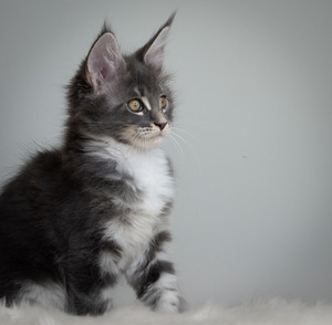 Maine Coon kassipojad (2 foto / 9)