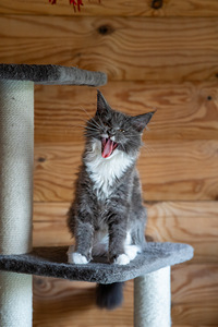 Maine Coon kassipojad (5 foto / 9)
