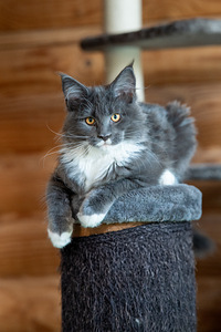 Maine Coon kassipojad (6 foto / 9)