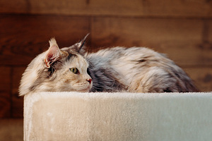 MAINE COON (1 foto / 4)