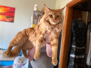 Poiss Mei Kun ootab pruute paariliseks (2 foto / 3)