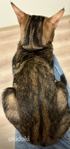 Бенгальская кошка (фото #2)
