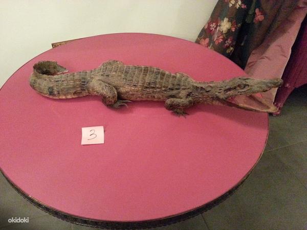 Krokodilli täidised 6 tk (foto #2)