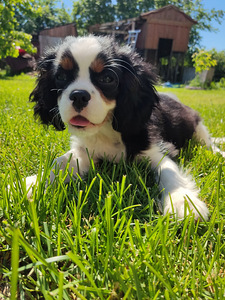 Cavalier King Charlz Spaniel (2 foto / 4)