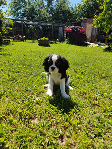 Cavalier King Charlz Spaniel (4 foto / 4)