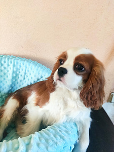 Cavalier King Charlz Spaniel (1 foto / 4)