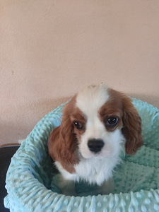 Cavalier King Charlz Spaniel (2 foto / 4)