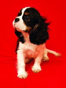 Cavalier King Charles Spaniel (2 foto / 3)