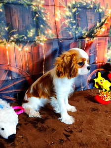 Cavalier King Charlz Spaniel (6 foto / 6)