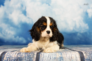 Cavalier King Charlz Spaniel (1 foto / 4)