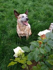 Austraalia ganu suns Cattle Dog. (2 foto no 3)