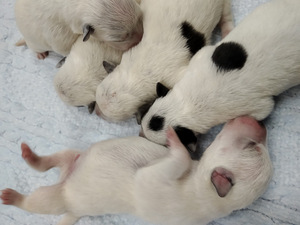 Austraalia ganu suns Cattle Dog. (3 foto no 3)