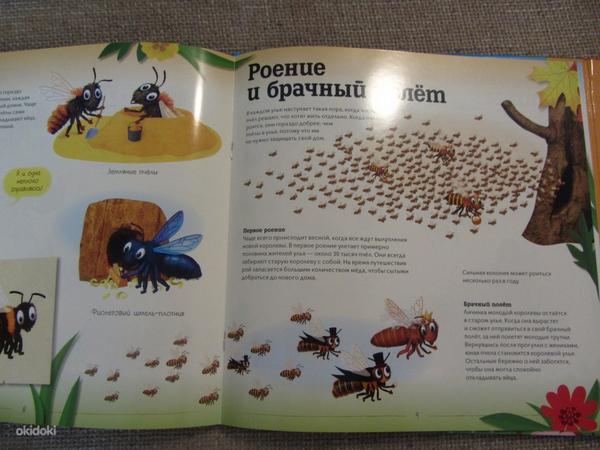 Улей. Как живут пчёлы? новая (фото #3)