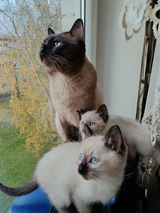 Тайские котята. (2 фото из 6)