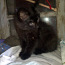Котята мейн-кун, черные и пушистые в Нарве (фото #2)
