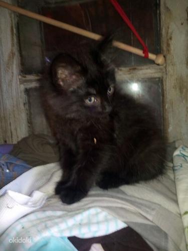 Котята мейн-кун, черные и пушистые в Нарве (фото #2)