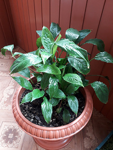 Kannike,yucca,hibiskus (6 foto / 6)
