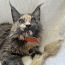 Продается котенок породы Maine Coon девочка . (фото #2)