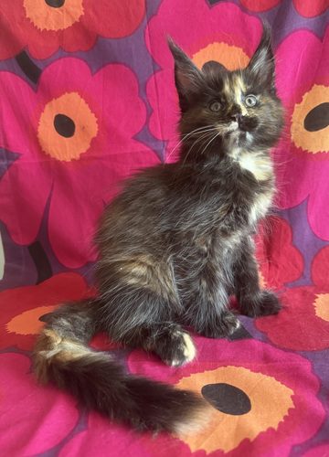 MÜÜA Maine Cooni tõugu emased Kassipojad
