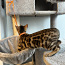 Последний бенгальский котенок (фото #2)