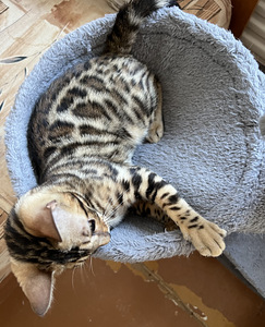 Последний бенгальский котенок (8 фото из 8)
