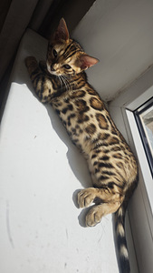 Bengali kassipojad (1 foto / 9)