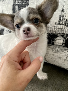 Pikakarvalised chihuahua kutsikad (8 foto / 8)