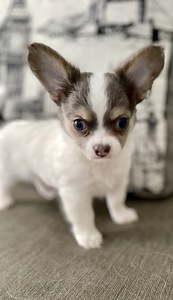 Pikakarvalised chihuahua kutsikad (7 foto / 8)