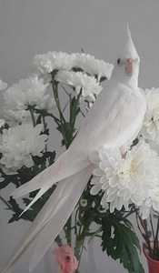 Корелла попугай (1 фото из 1)