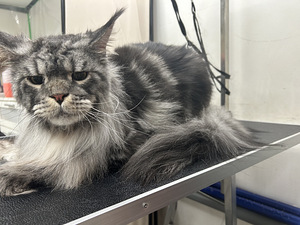 Groomer (5 foto / 6)