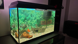 Juwel Primo Lux 70L (5 foto / 5)