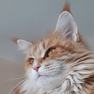 Maine Coon (6 foto / 6)