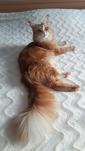 Maine Coon (3 foto / 6)