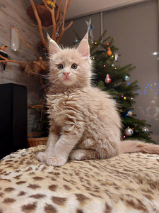 Maine Coon (2 foto / 6)