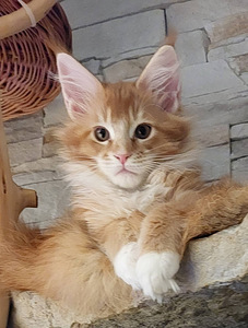 Мейн кун котята (1 фото из 10)