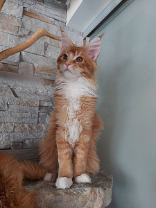 Maine Coon (3 foto / 8)